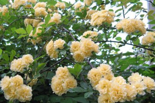 香气名列前茅的木香花，家里养几株，隔壁邻居都说香！
