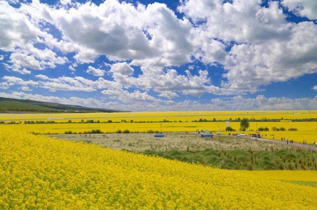 中国最美油菜花赏花地图