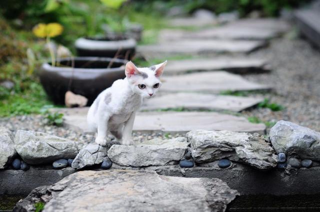 猫界最不容易掉毛的5种猫，养的人却很少，因为实在买不起