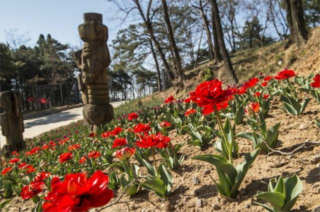 济南南部山区跑马岭：林已盛、花已开，乐撒百花丛！