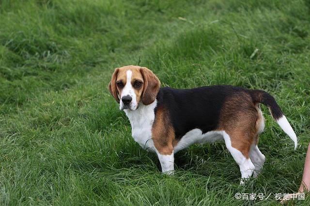 什么狗最好养又便宜？十大便宜又好养的狗狗！你喜欢哪种狗狗？