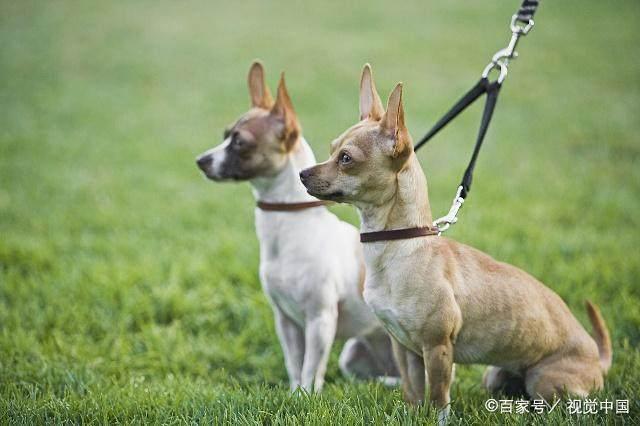 什么狗最好养又便宜？十大便宜又好养的狗狗！你喜欢哪种狗狗？