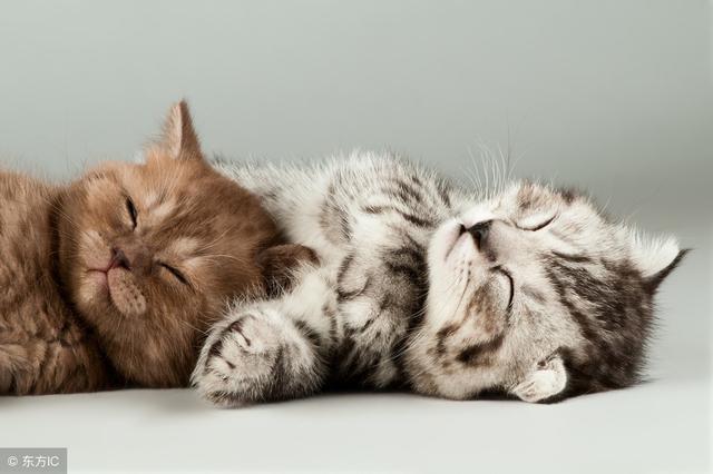 激安挑戦！！ 萌猫加油站！吐槽你辛苦的一天！ トップス