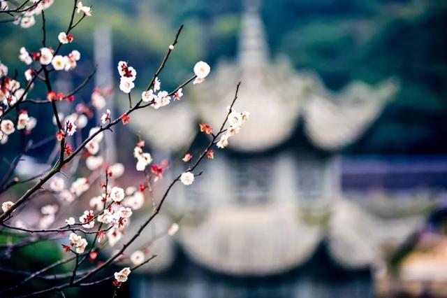 十首梅花诗词，惊艳了整个冬天
