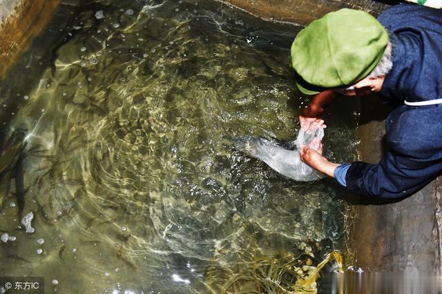 农村老汉屋里挖出鱼泉成景点，一年捞鱼1000多斤，可卖30多万元