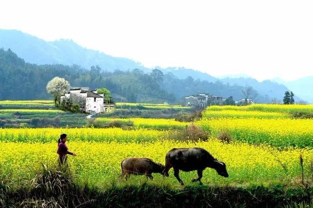 中国最美油菜花赏花地图