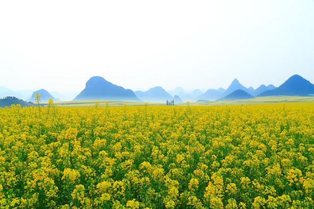 中国最美油菜花赏花地图