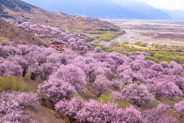 去林芝看桃花需要边防证吗？