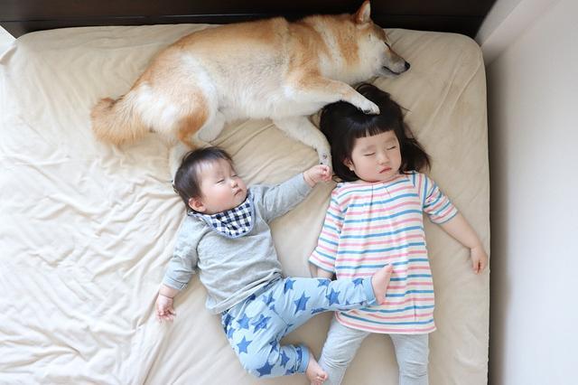 5岁柴犬的成长日记,成为小主人的哥哥,陪伴她们幸福地长大成人