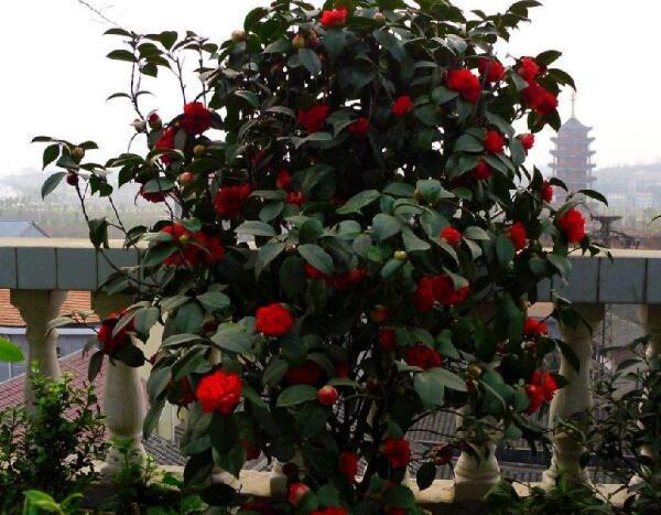 大门前种1棵茶花树，耐寒耐热好养，花色艳丽，开花喜庆富贵