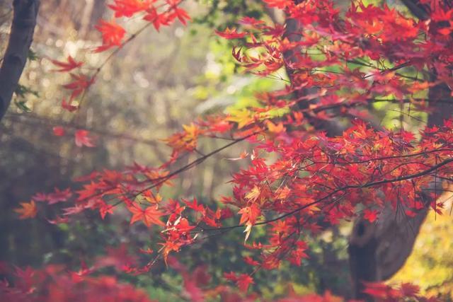 中国最美红叶观赏指南，错过再等一年！