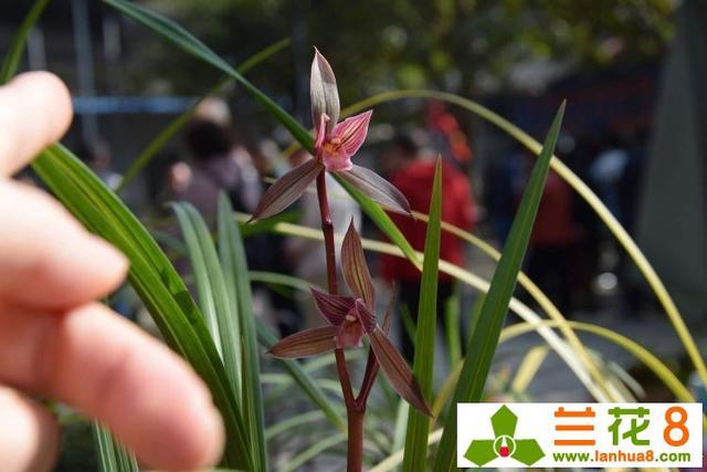 使兰花能多开花、开好花的方法