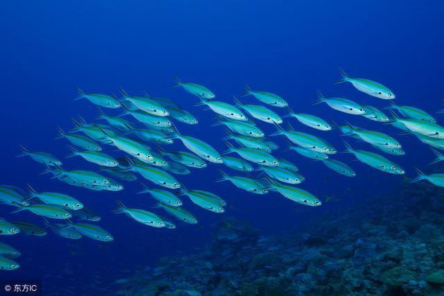 帕劳群岛(Palau)——蓝绿色的潜水胜地