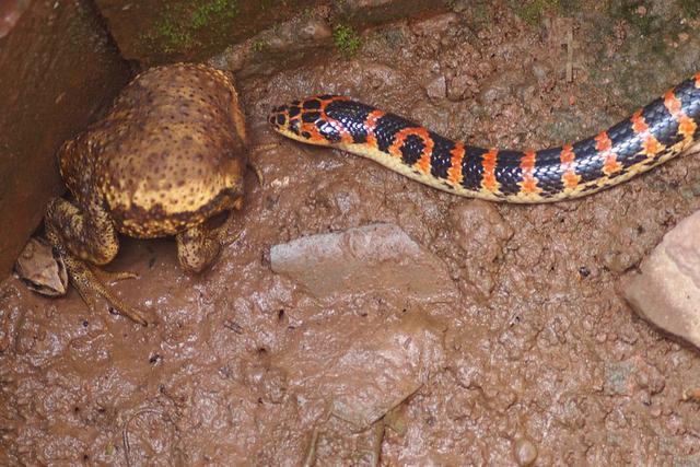 赤链蛇，一种红黑条纹的常见蛇虽然属于无毒蛇类但它也有毒！