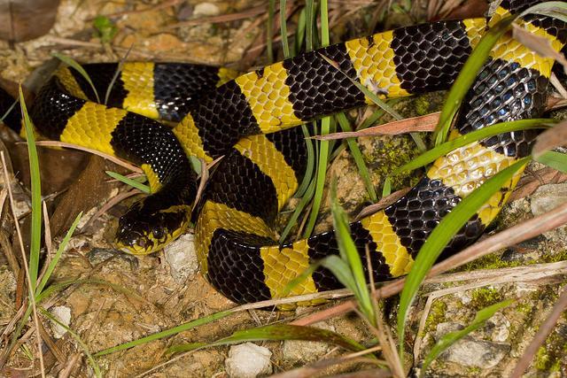 中国十大毒蛇之一的金环蛇，金色的条纹是不是看上去很贵气！