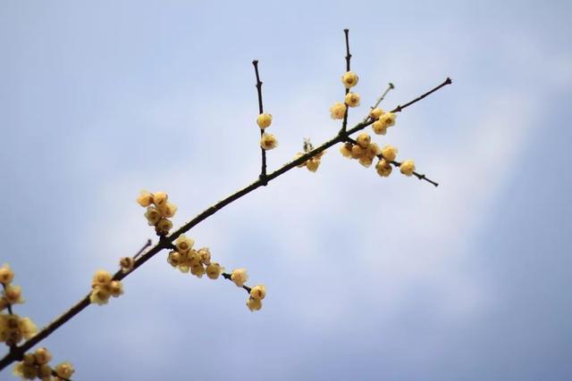 十首梅花诗词，惊艳了整个冬天