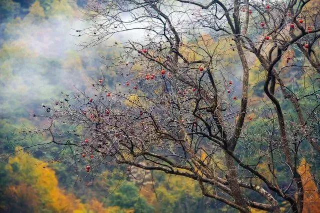 李家坑村，这座隐藏在高山里的历史古村落，隐世又美成诗