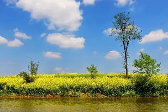 中国最美油菜花赏花地图