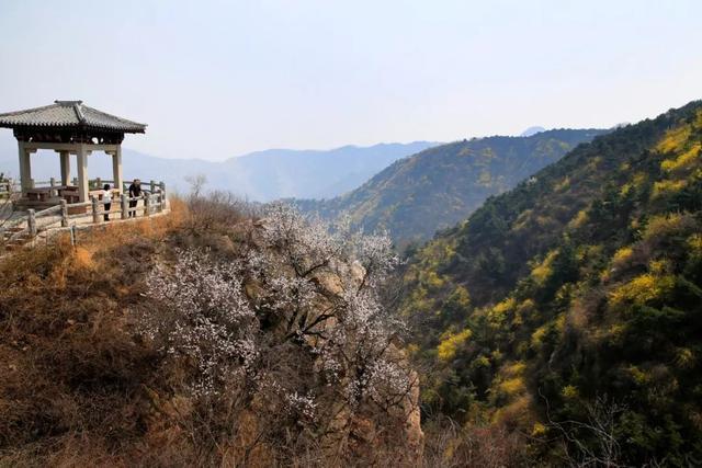 济南南部山区跑马岭：林已盛、花已开，乐撒百花丛！