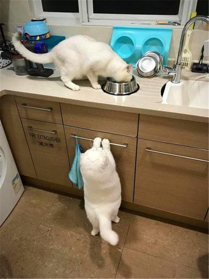 一只肉嘟嘟短腿猫咪，只能挂在橱柜架上打提溜，看别的猫独享美食