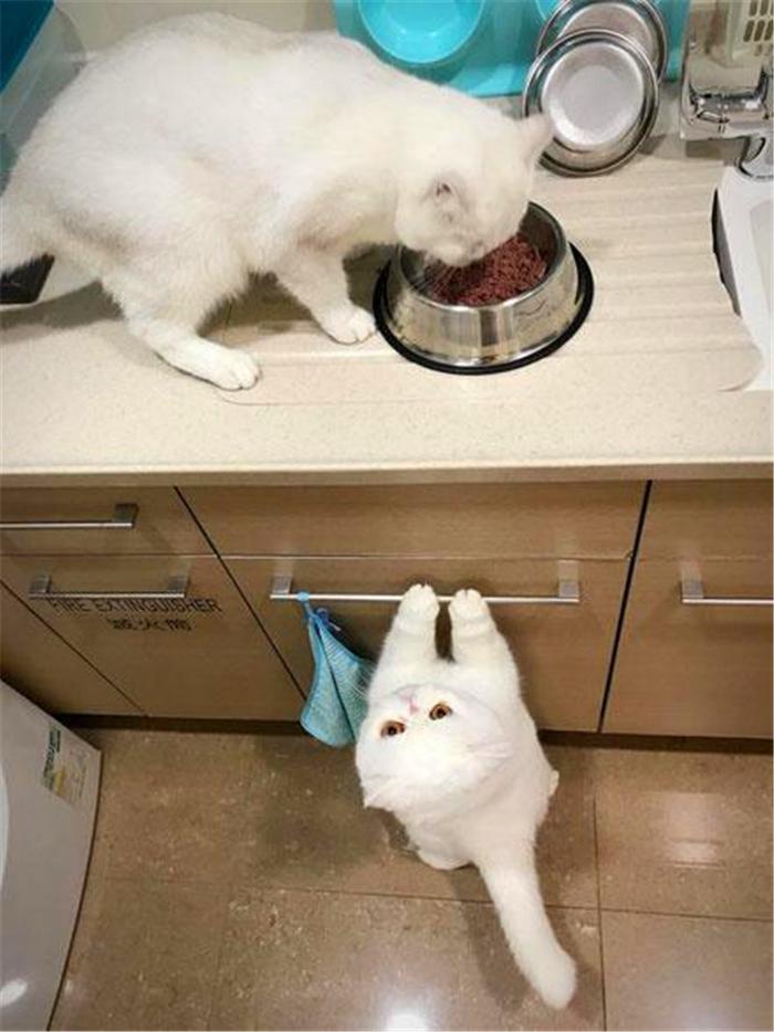 一只肉嘟嘟短腿猫咪，只能挂在橱柜架上打提溜，看别的猫独享美食