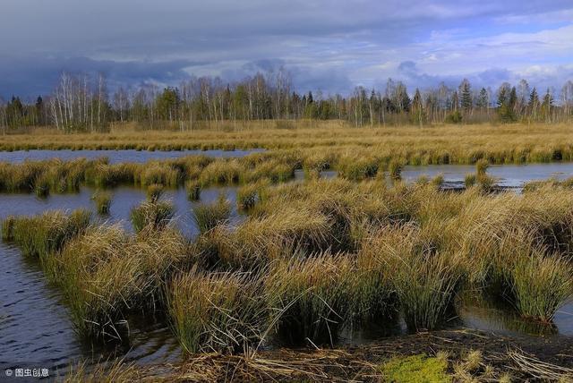 今日百科：沼泽地是如何形成的？