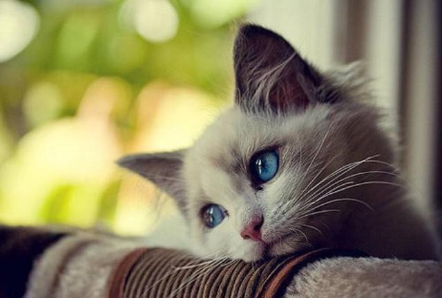 猫咪得了忧郁症怎么办，猫得忧郁症会有哪些表现呢