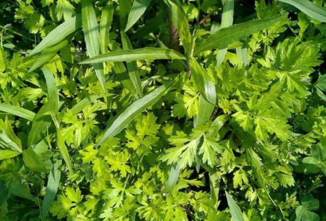 农村的这种野菜能清热解毒降血压，城里100元一斤也很难买到！