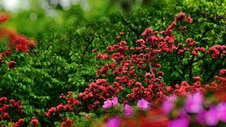 南京玄武湖盛放的杜鹃花