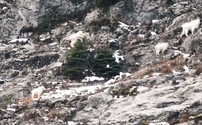 世界上罕见的雪羊，攀爬陡壁犹如地上行走，健步如飞！