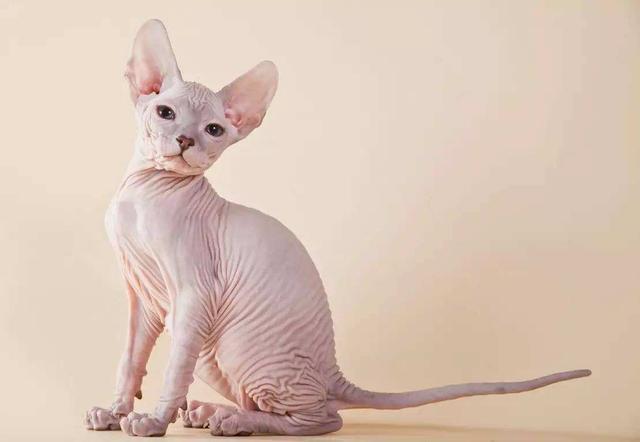 猫界最不容易掉毛的5种猫，养的人却很少，因为实在买不起