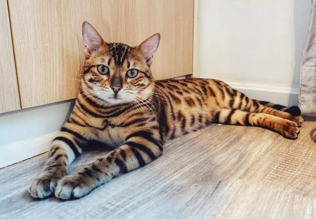 猫界最不容易掉毛的5种猫，养的人却很少，因为实在买不起