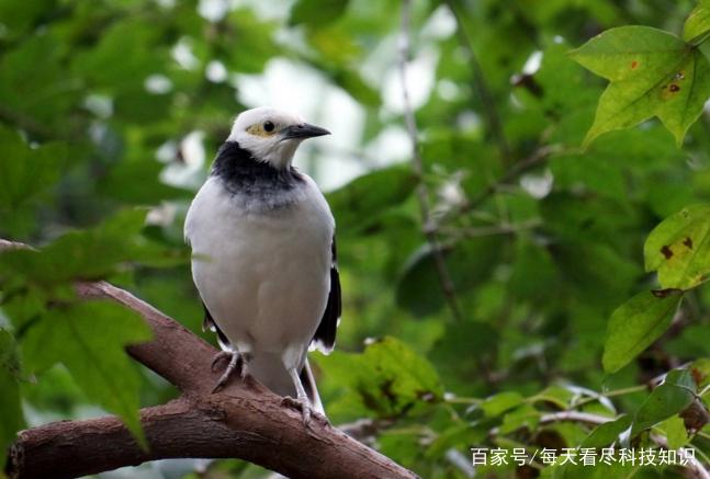 5种常见的笼养鸟：红耳鹎叫声洪亮悦耳，还自带“避雷针”