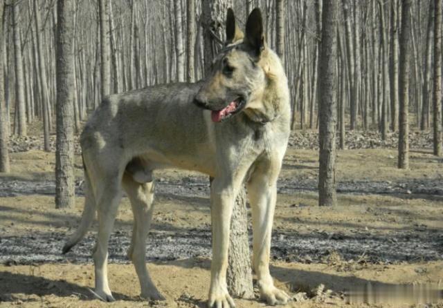 4种国产狼犬，一种被称为“国之娇子”，另外一种