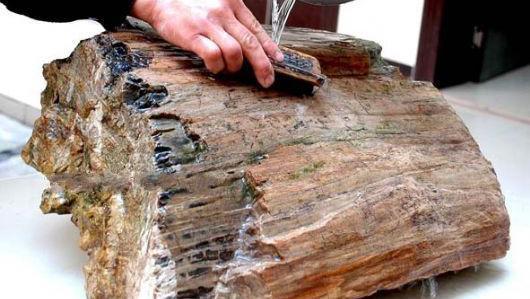 神奇木化石珍贵硅化木!