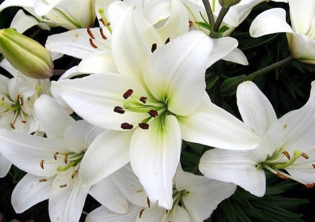 遇到百合花花蕾掉落和叶子发黄发焦该怎么处理？用这两招轻松解决