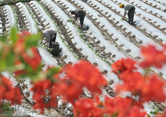 今年庄稼收成如何？老农这样说：雨水无雨天要旱，清明无雨多吃面