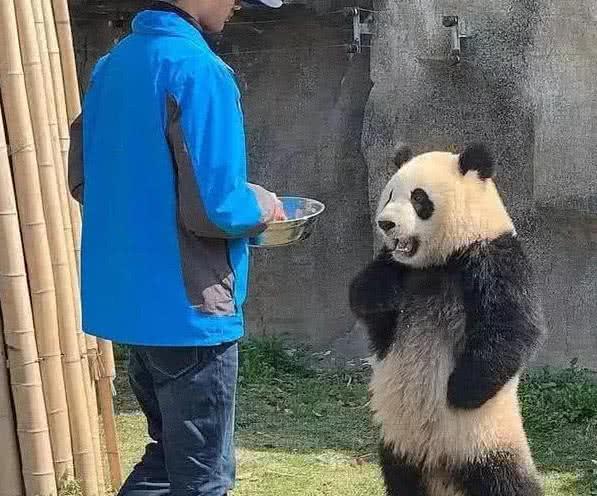 饲养员第一次照顾熊猫，不料国宝两手叉腰有意见，一听原因笑哭了