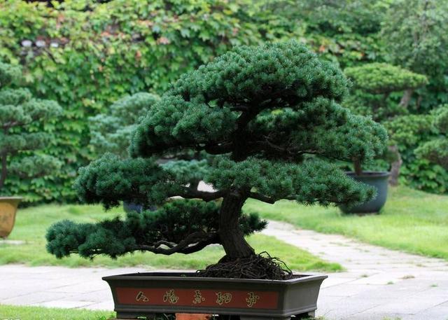 钟爱五针松盆景,2019年的故事