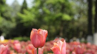 趁着春未暮，花未央，相约到西安兴庆宫公园