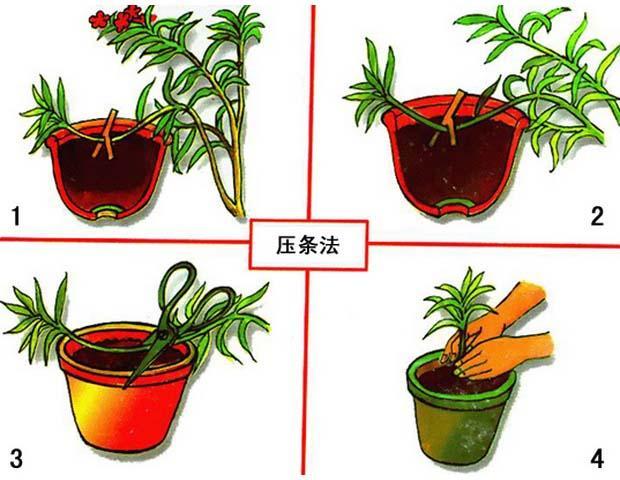5种盆栽“压条”方法，不用剪枝不用嫁接，看完1种就会用，生根快