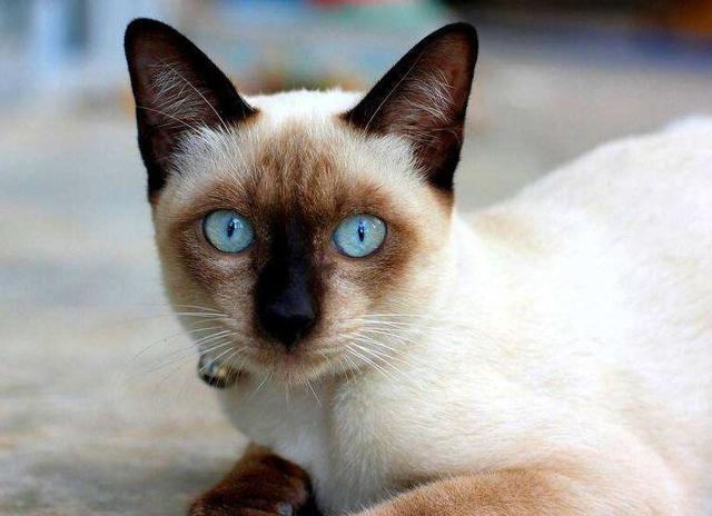 世界十大最聪明的宠物猫，第一竟然是“它”！