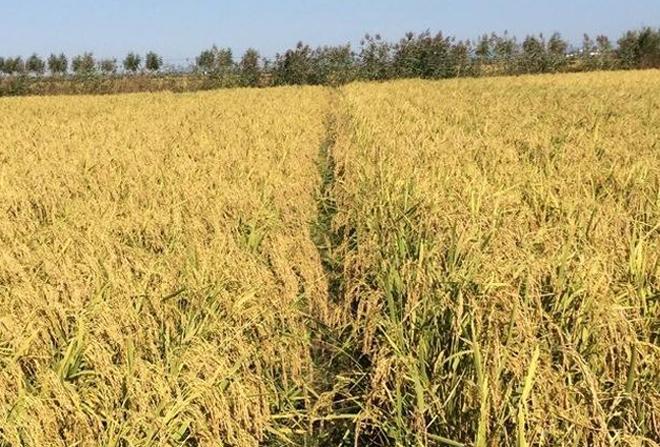水稻分早稻、一季稻和晚稻，怎么判断它们的收割时间？