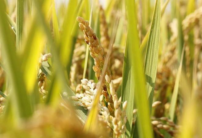 水稻分早稻、一季稻和晚稻，怎么判断它们的收割时间？