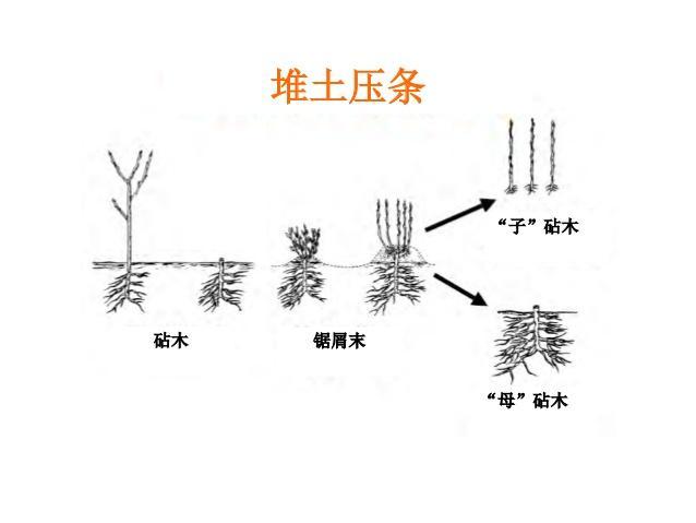 5种盆栽“压条”方法，不用剪枝不用嫁接，看完1种就会用，生根快