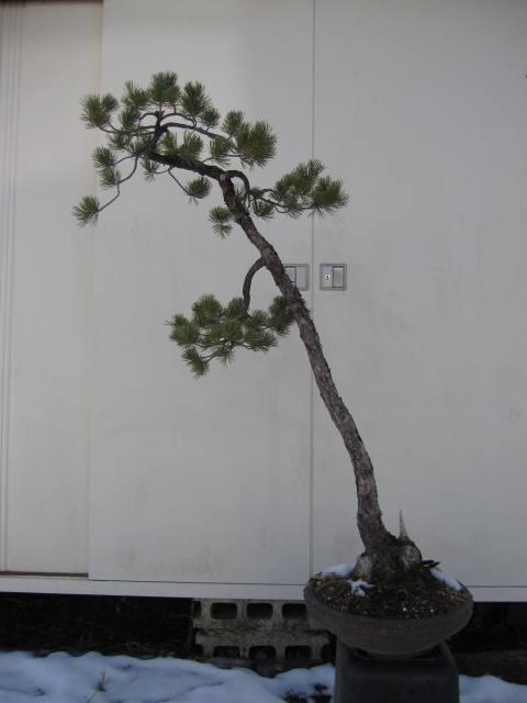 钟爱五针松盆景,2019年的故事