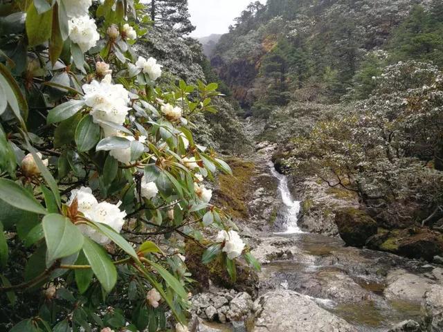 美哭！昆明轿子雪山杜鹃花近4年最盛，攻略在此，周末出发