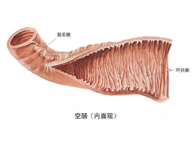 水凝胶是制作软体机器人的常用材料？水凝胶是什么东西呢？