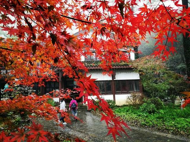 栖霞山的红叶狩