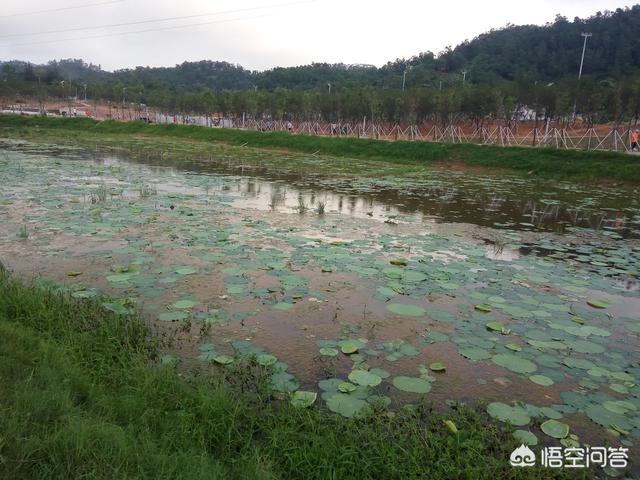 广东廉江市旅游景点介绍